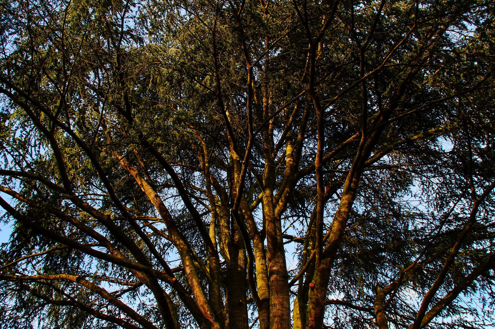 Alt wie ein Baum