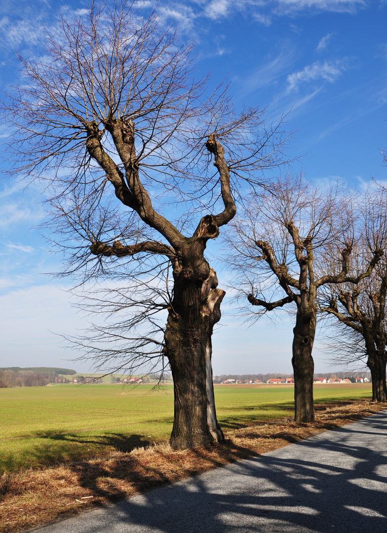 Alt wie ein Baum...