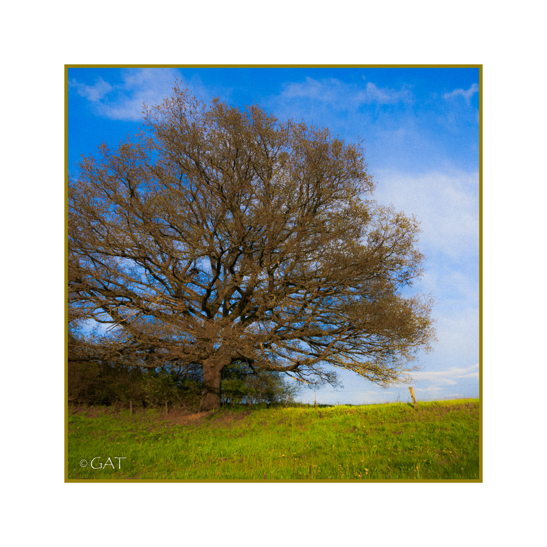 alt wie ein Baum Foto & Bild natur, pflanzen Bilder auf
