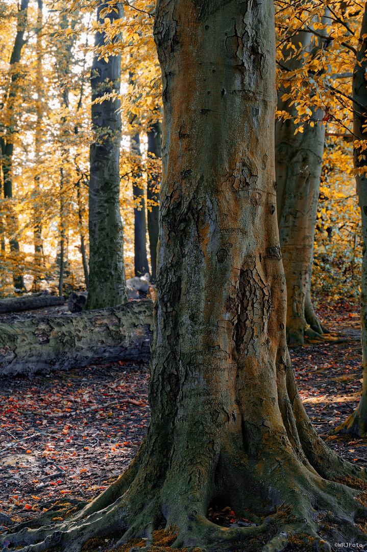 Alt wie ein Baum ...