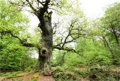 Alt wie ein Baum