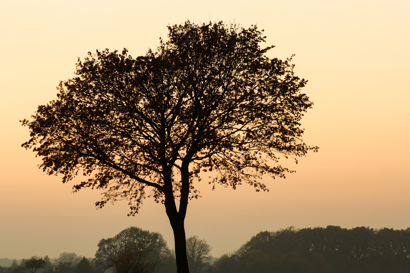 Alt wie ein Baum.............