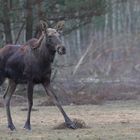 Alt wie ein Baum