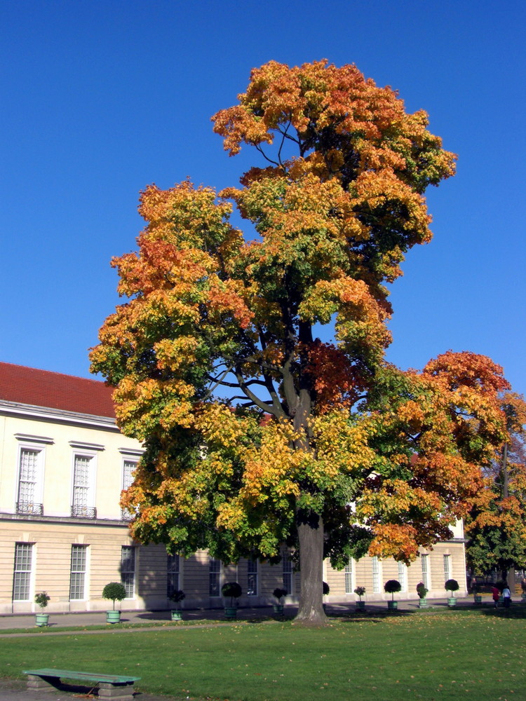 Alt wie ein Baum...