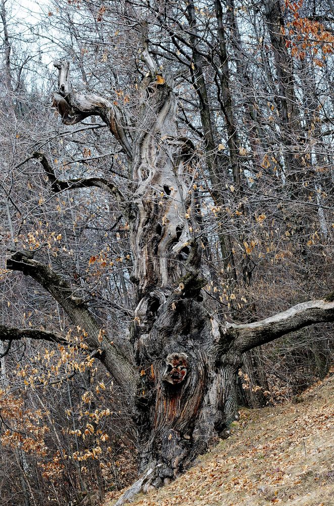 Alt wie ein Baum