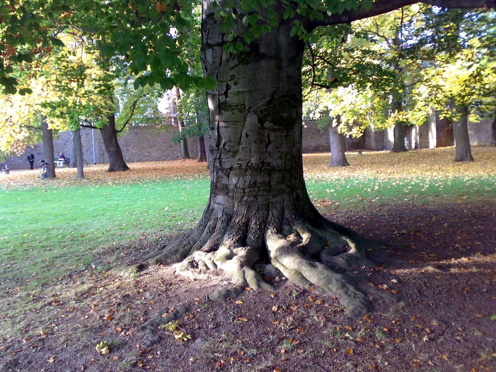 Alt wie ein Baum