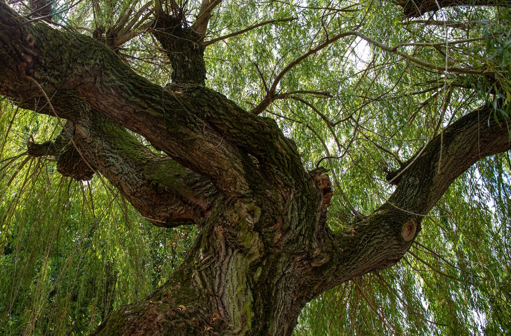 Alt wie ein Baum