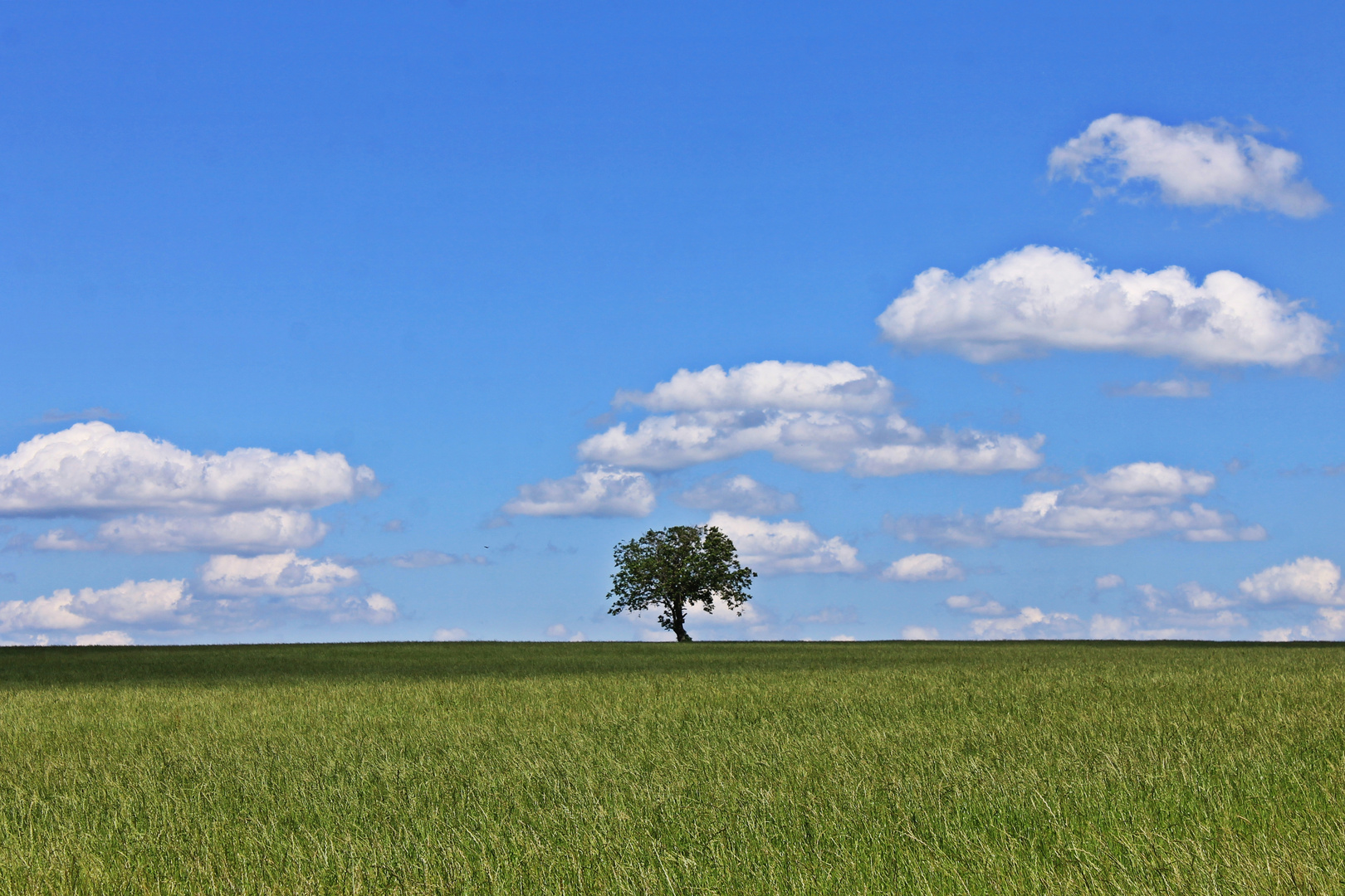 "...Alt wie ein Baum mit einer Krone, die weit,weit,weit,weit,die weit über Felder zeigt."