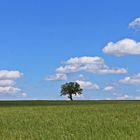 "...Alt wie ein Baum mit einer Krone, die weit,weit,weit,weit,die weit über Felder zeigt."