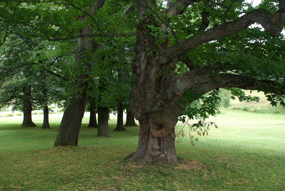 Alt wie ein Baum möchte ........