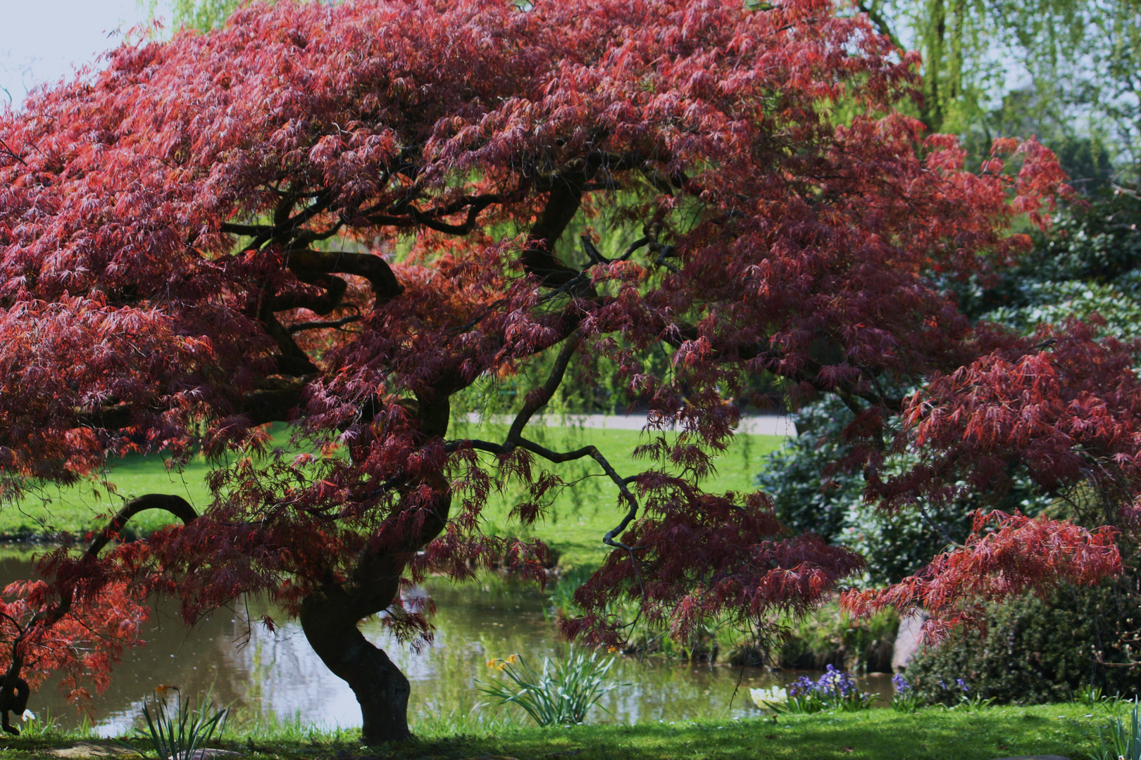 Alt wie ein Baum möchte ich werden...