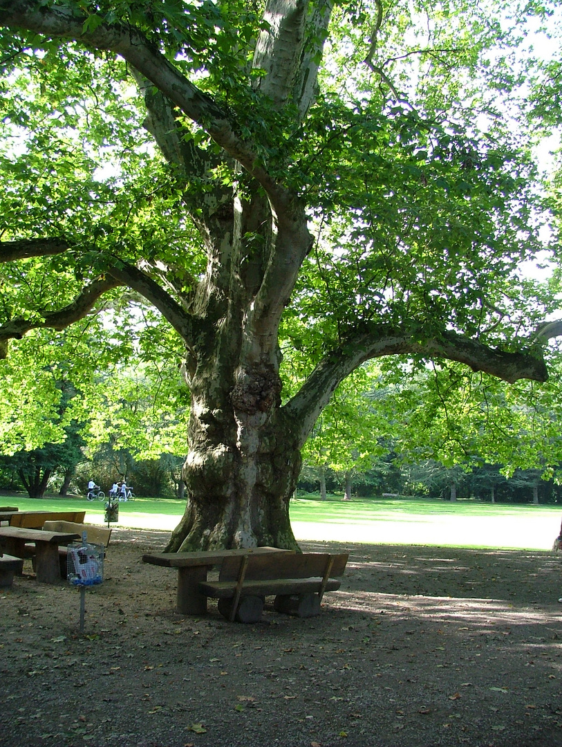 Alt wie ein Baum möchte ich werden.....