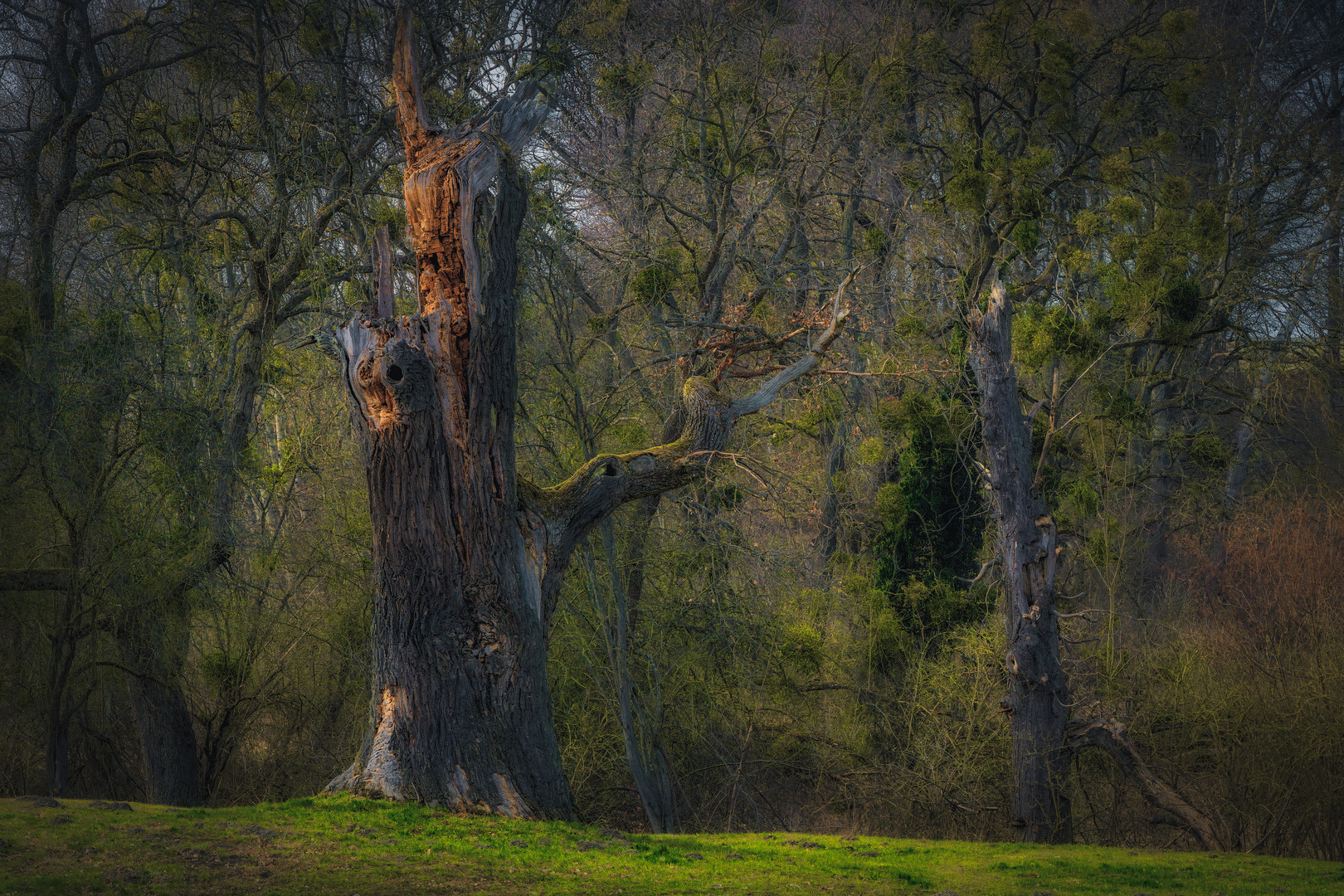 Alt wie ein Baum ...          Nee!