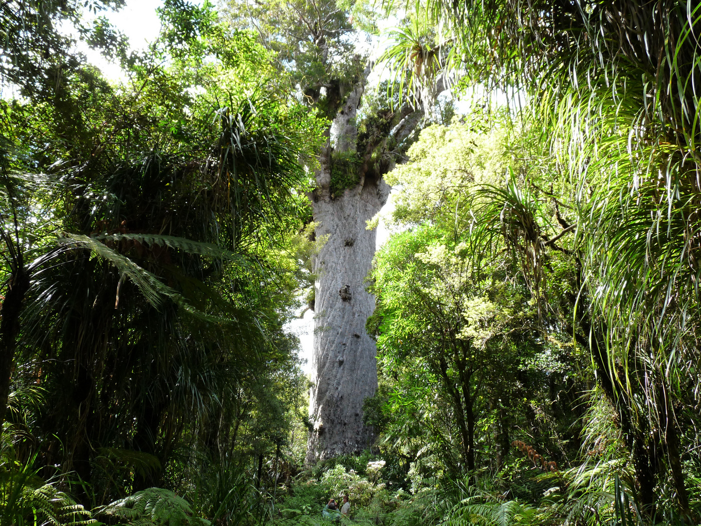 Alt wie ein Baum - Puhdys