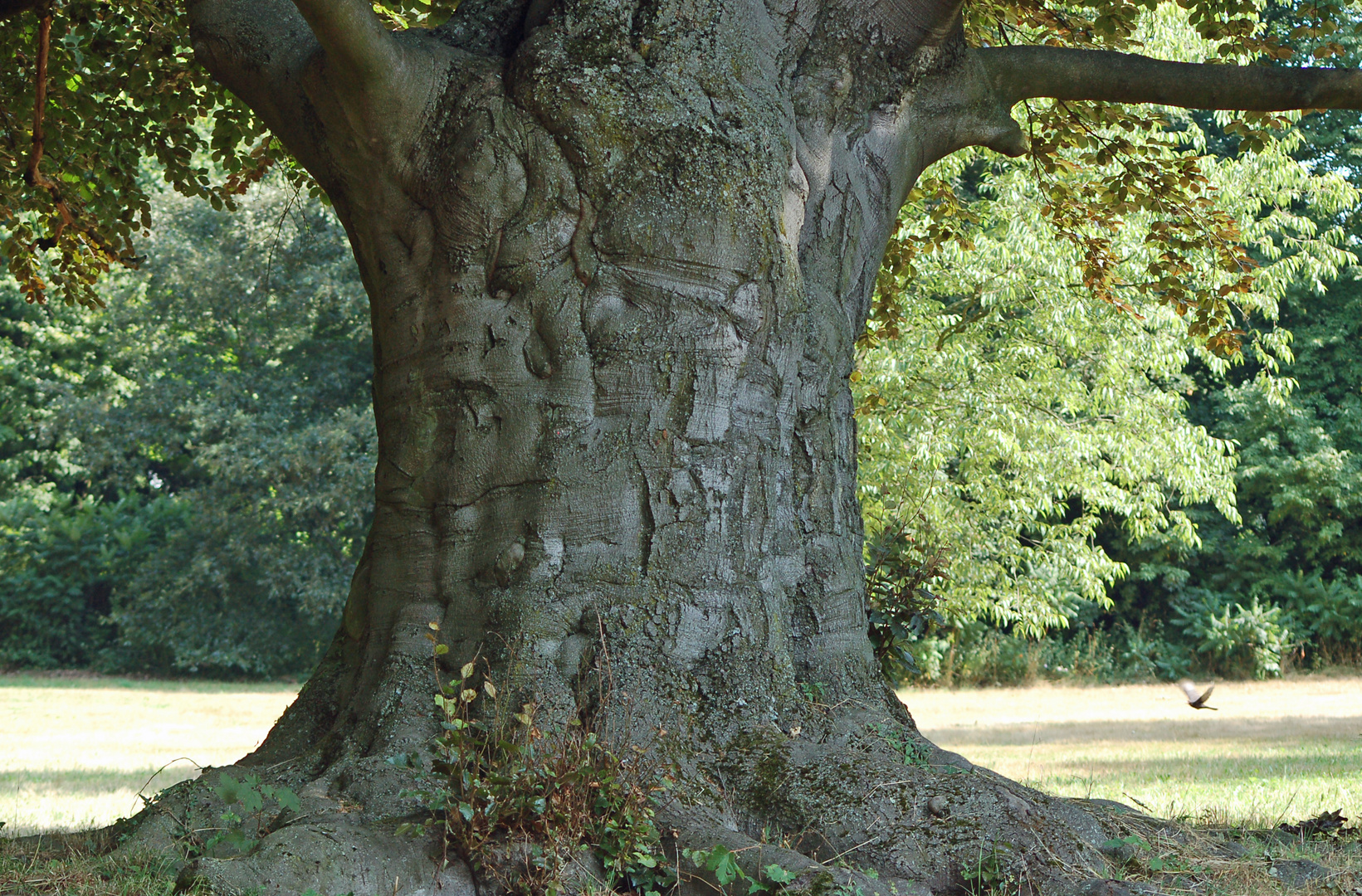 Alt wie ein Baum - Puhdys