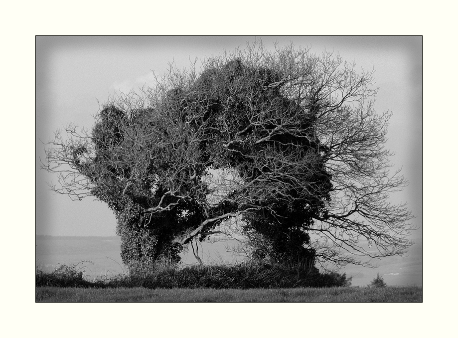 Alt wie ein Baum und eng umschlungen...