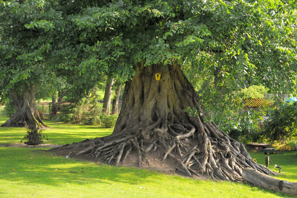 alt wie ein Baum...ha,ha