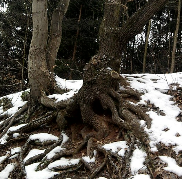 alt wie ein baum......möchte ich werden