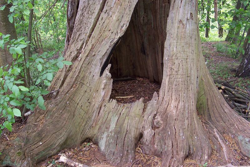 ...alt wie ein Baum,möchte ich werden....