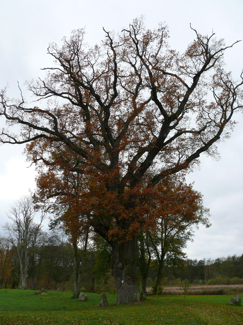 alt wie ein (eichen)baum