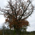 alt wie ein (eichen)baum