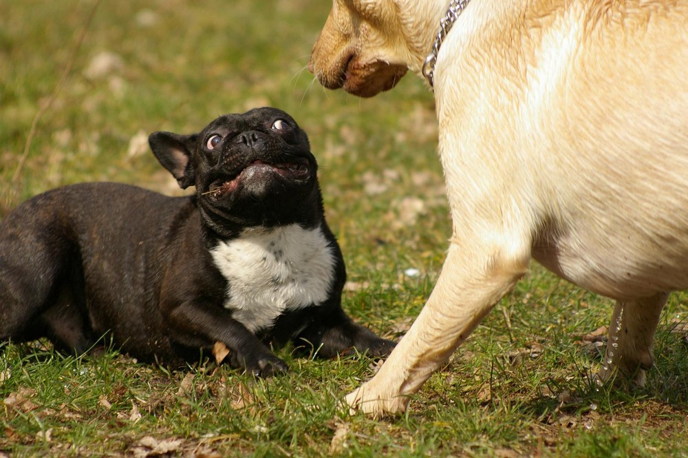 Alta, isch bin Kampfhund...