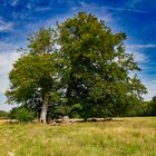 Altärchen in der Wahnerheide