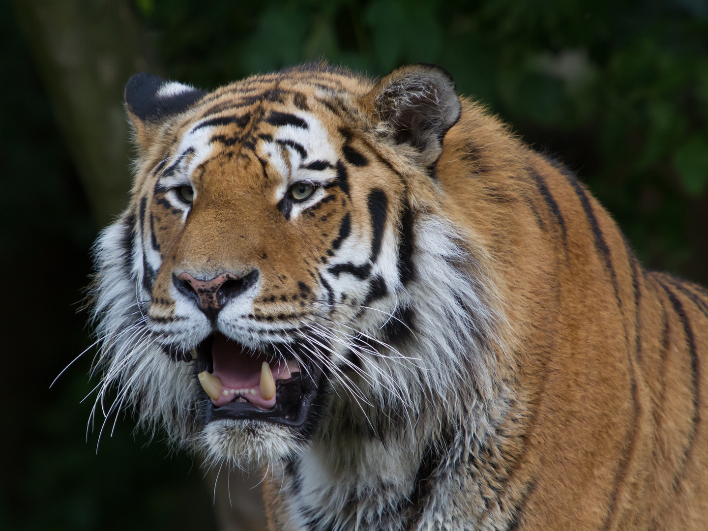 Altai im Kölner Zoo