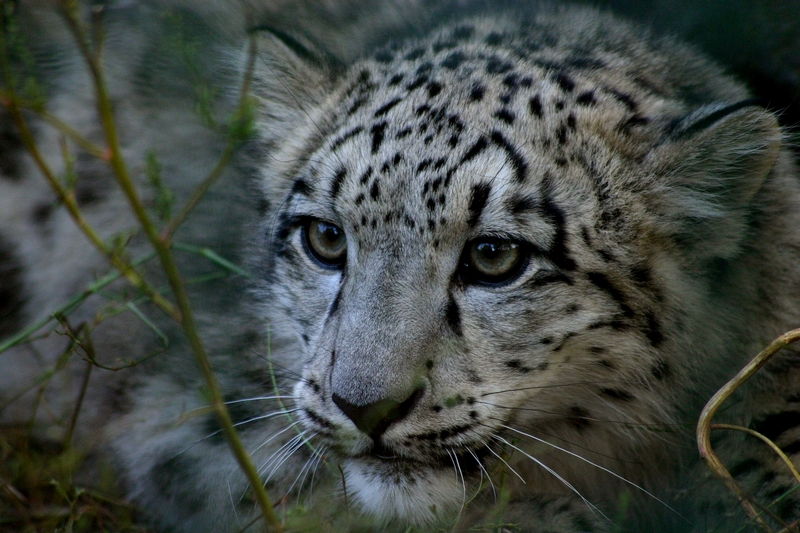 "Altai" Juveniler Irbis (Uncia uncia)