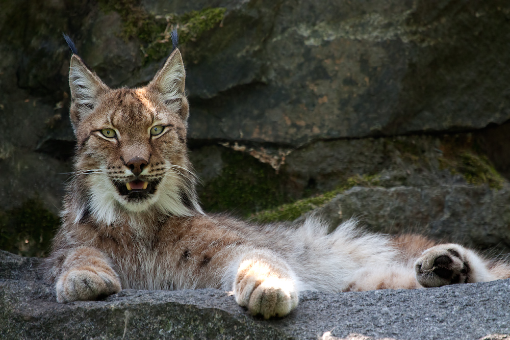 - Altai-Luchs -