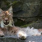 - Altai-Luchs -