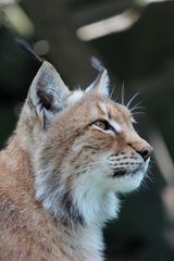 Altai-Luchs II