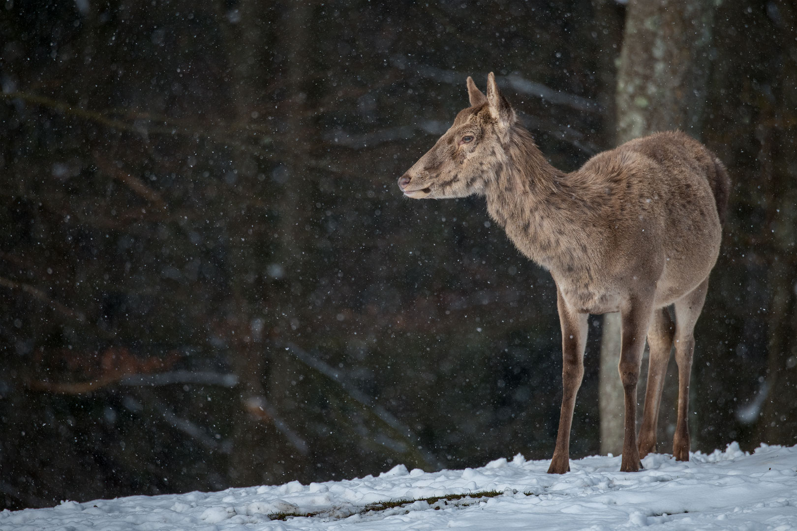 Altai-Maral