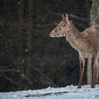 Altai-Maral