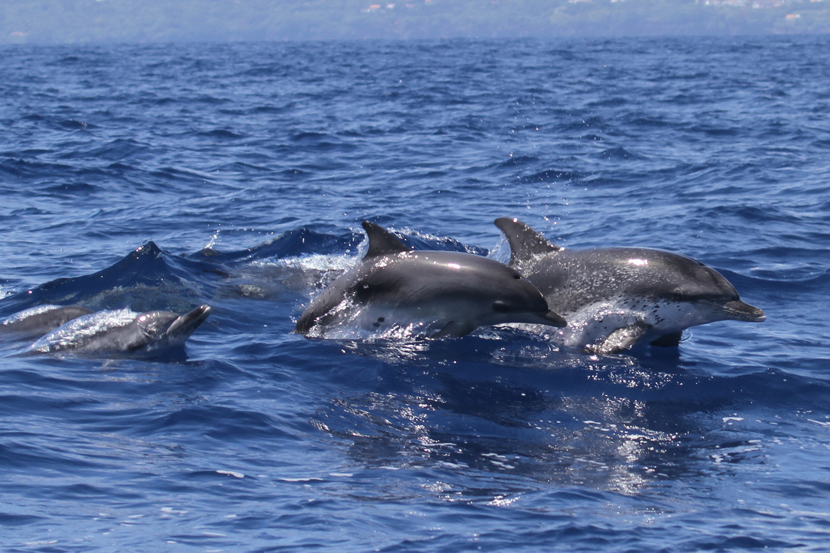 Altantic Spotted Dolphins - on the run