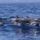 Altantic Spotted Dolphins - on the run