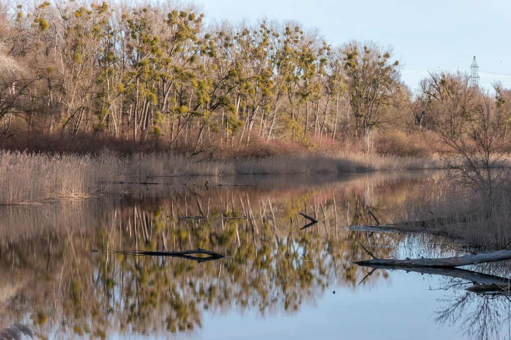 Altarm im Nationalpark Donauauen