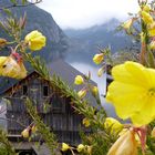 Altausseer See im Herbst