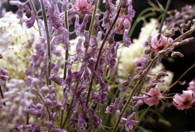 Altay flowers