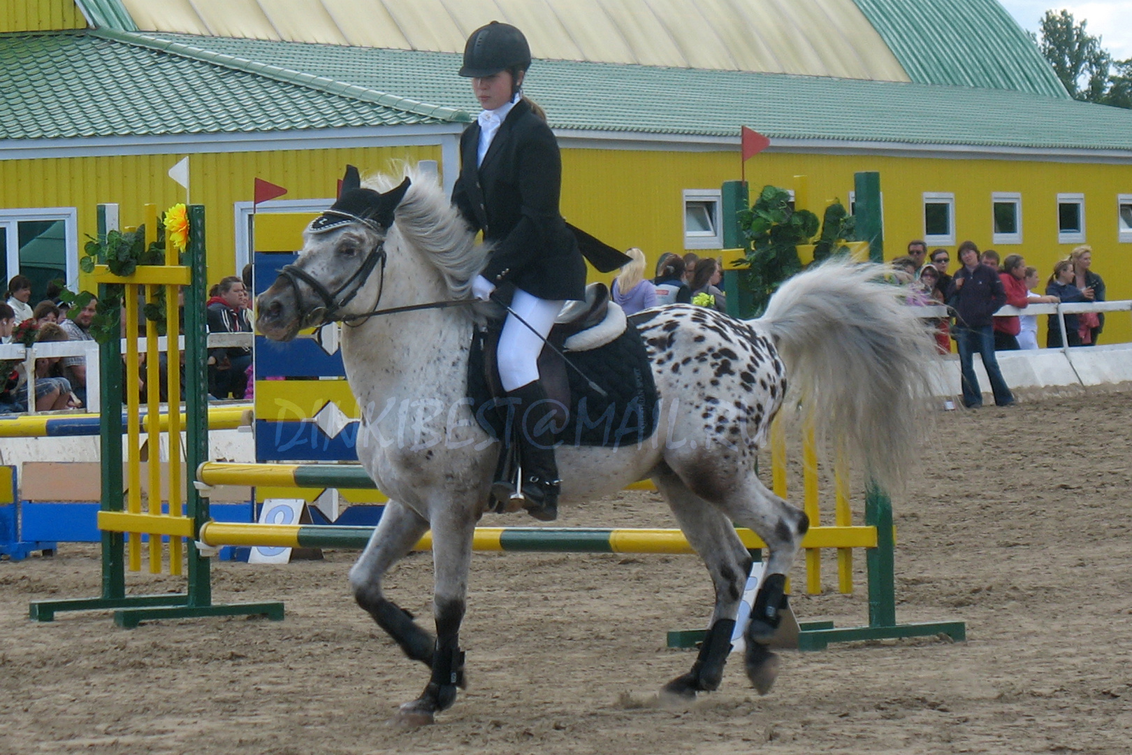 Altay stallion Altai