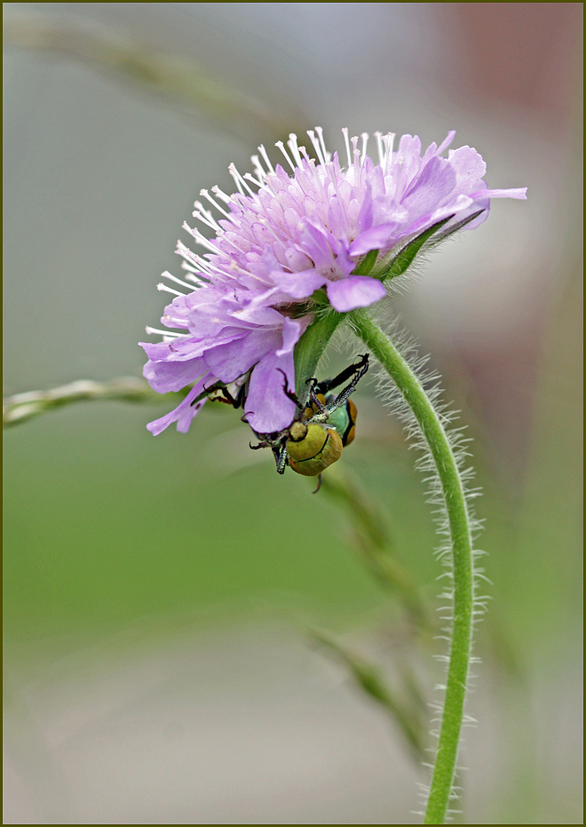 Altbekannte Blüte, erstmals gesehene Käfer. Welche Besucher bekommt sie wohl noch?