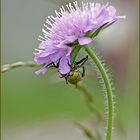 Altbekannte Blüte, erstmals gesehene Käfer. Welche Besucher bekommt sie wohl noch?