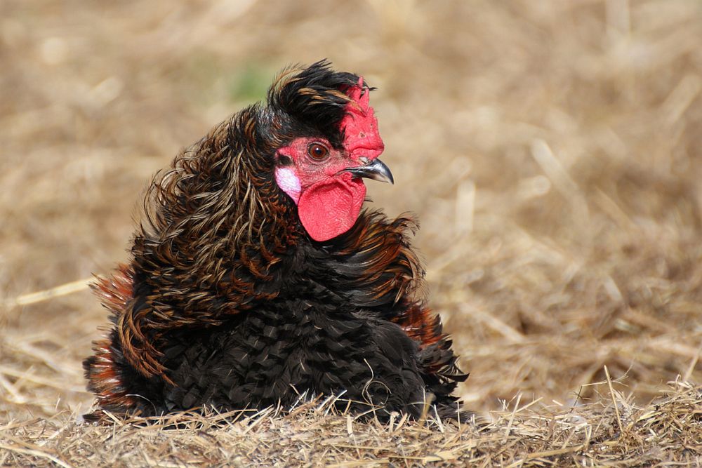 altchinesisches Drachen Huhn