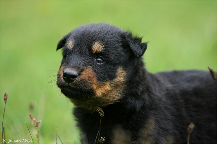 Hund Gelbbacke