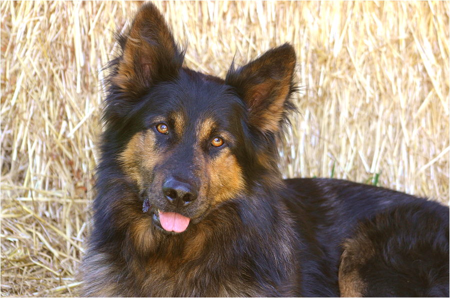 Altdeutscher Hütehund: The German Shepherd's Lesser Known Cousin 4 Altdeutscher Hütehund Personality