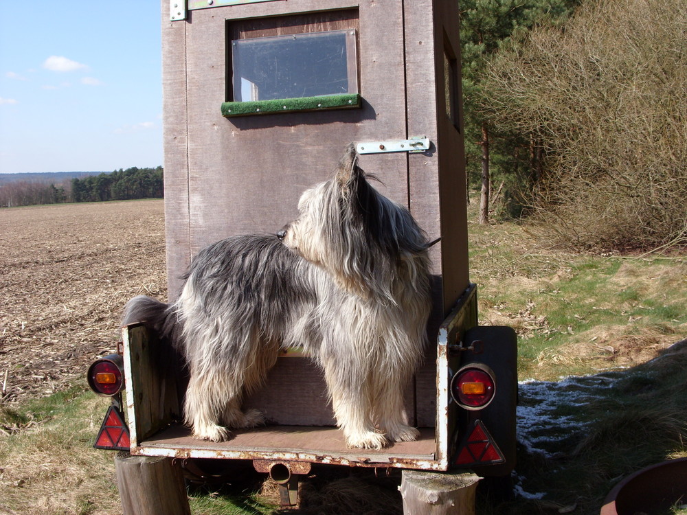 Altdeutscher Hütehund