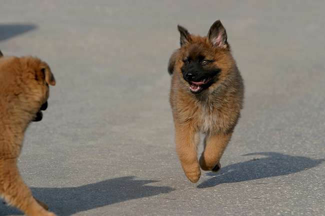 Altdeutscher Hütehund / Harzer Fuchs