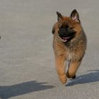 Altdeutscher Hütehund / Harzer Fuchs