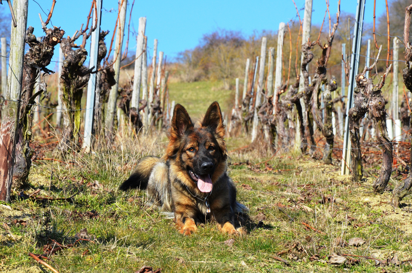 Altdeutscher Schäferhund