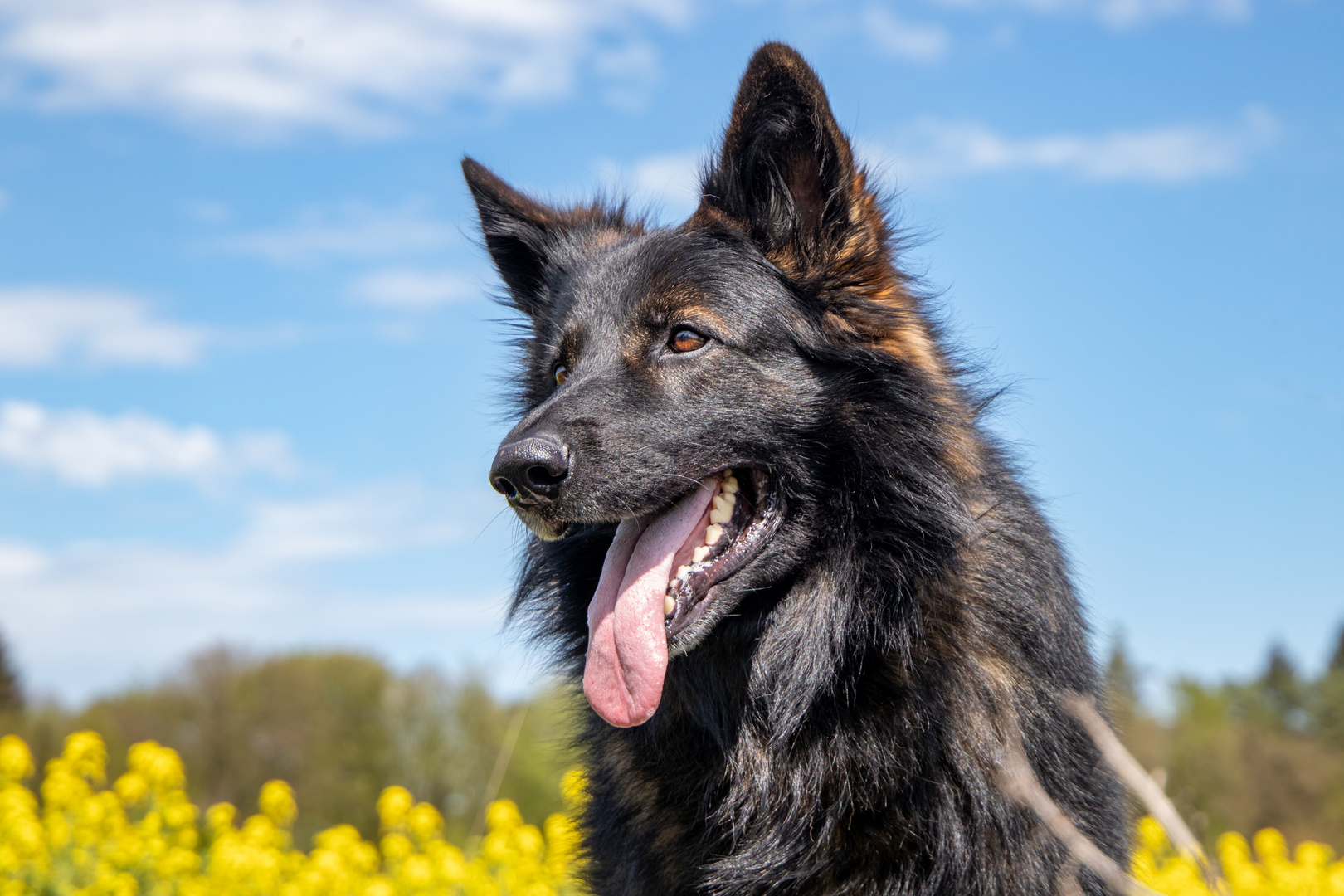 Altdeutscher Schäferhund